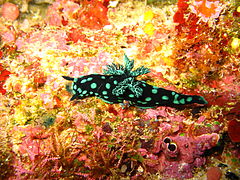 Nembrotha cristata, Nacionalni park Bunaken