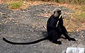 Nilgiri-Langur (Semnopithecus johnii)