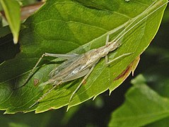 Male of Oecanthus pellucens