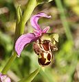 Hibrid bangó (Ophrys × albertiana) virága