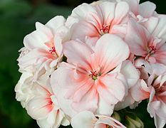 Pelargonium zonale (géranium des fleuristes).