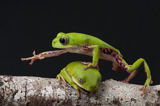 A Phyllomedusa rohdei frog steps over its friend, seen in Brazil Photo by Renato Augusto Martins
