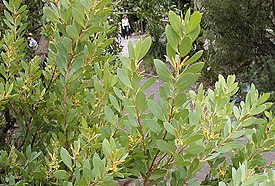 Persoonia lanceolata