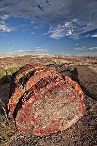Petrified log at Petrified Forest National Park, by Moondigger