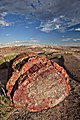 Image 32Petrified log at Petrified Forest National Park, by Moondigger (from Wikipedia:Featured pictures/Sciences/Geology)