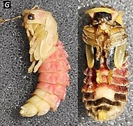 Pupae : male on the left, female on the right.