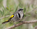 Image 29 Crescent Honeyeater Photo: JJ Harrison The Crescent Honeyeater (Phylidonyris pyrrhopterus) is a passerine bird native to south-eastern Australia. It is a fairly nondescript bird of dark grey plumage and paler underparts, highlighted by yellow wing patches and a broad, black crescent, outlined in white, down the sides of its breast. Females are slightly duller than males. It is found in areas of dense vegetation and its diet is made up of nectar and invertebrates. More selected pictures