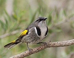 Медовка золотокрила (Phylidonyris pyrrhopterus)