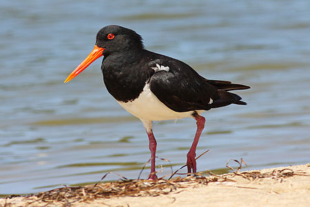 Pied oystercatcher, by Fir0002