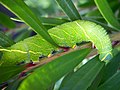 A poplar hawk-moth caterpillar (a common species of caterpillar in the UK).