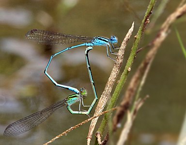 Mating pair