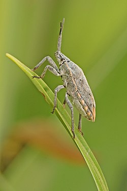 Pseudatelus