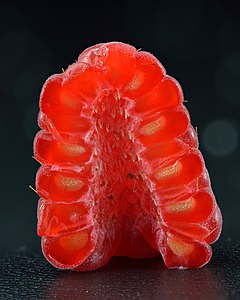 Halved raspberry, by Iifar