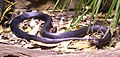 Red-bellied Black Snake at the Wildlife Centre