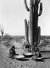 Gathering saguaro fruit in 1907