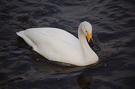 Cygnus cygnus, cisne cantor