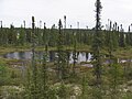 Boggy taiga habitat