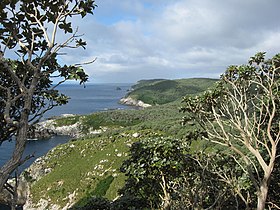 Promontoire Nord des îles Snares