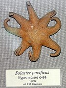 Solaster pacificus