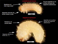 Stegobium paniceum (larve)