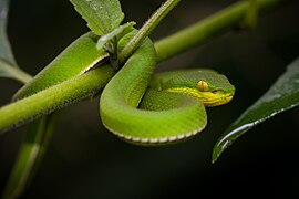 Jeune femelle dans le parc national de Kaeng Krachan