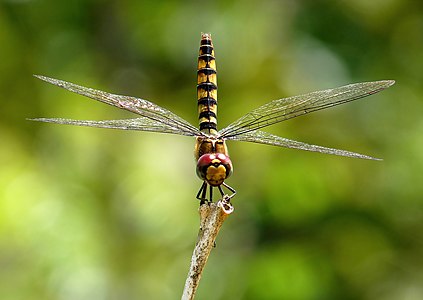 Urothemis signata female