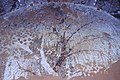Mural depicting the Tree of Life and the Tree of Death, Sengim-aghiz Caves