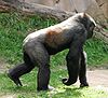 Gorilla knuckle-walking
