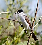 White-naped xenopsaris