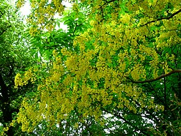 Salcâm galben (Laburnum anagyroides)