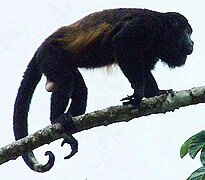 Mature male in Alajuela Province, Costa Rica.