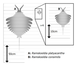 Ramskoeldia ラムスコルディア