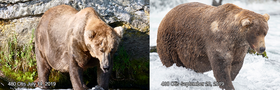 Two photos of a bear. It is skinny in the image labelled. It is fat in the image labelled.