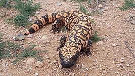 Gila monster (Heloderma suspectum)