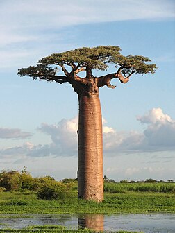 Un baobab de Grandidier (Adansonia grandidieri), une espèce de baobab de Madagascar classée en danger d’extinction (EN) à la liste rouge de l’UICN. (définition réelle 1 944 × 2 592)