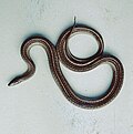 Thamnophis foxi