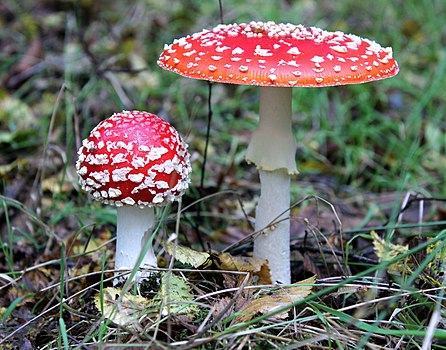 Мухара, отровна гљива из рода Amanita