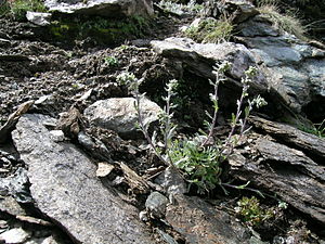 Artemisia genipi