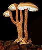 Two brownish mushrooms with long stalks and laterally attached caps with white spines hanging from the underside