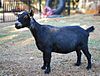Australian Miniature Goat (adult female)