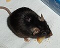 Laboratory mouse (C57BL/6) showing macrovibrissae.