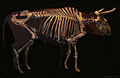 Squelette d'aurochs datant de 7 500 ans avant notre ère.