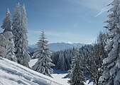 Spruce forest on the Brüggelekopf in Alberschwende. Between the trees, there are the Juppenspitze and the Mohnenfluh in Schröcken on the left and the northern flank of the Kanisfluh on the right.