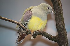 Description de l'image BrucesGreenPigeon1 CincinnatiZoo.jpg.