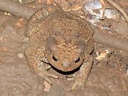 Bufo verrucosissimus Ust'-Labunsk 02