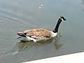 Canadian Goose (Branta canadensis)