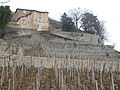 Vignoble en terrasse devant le château.