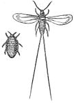 Two insects: left - a rounded wingless female; right - the winged male with long caudal filaments.