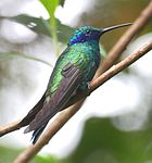 Sparkling violetear