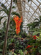 Pacific Island Water Garden